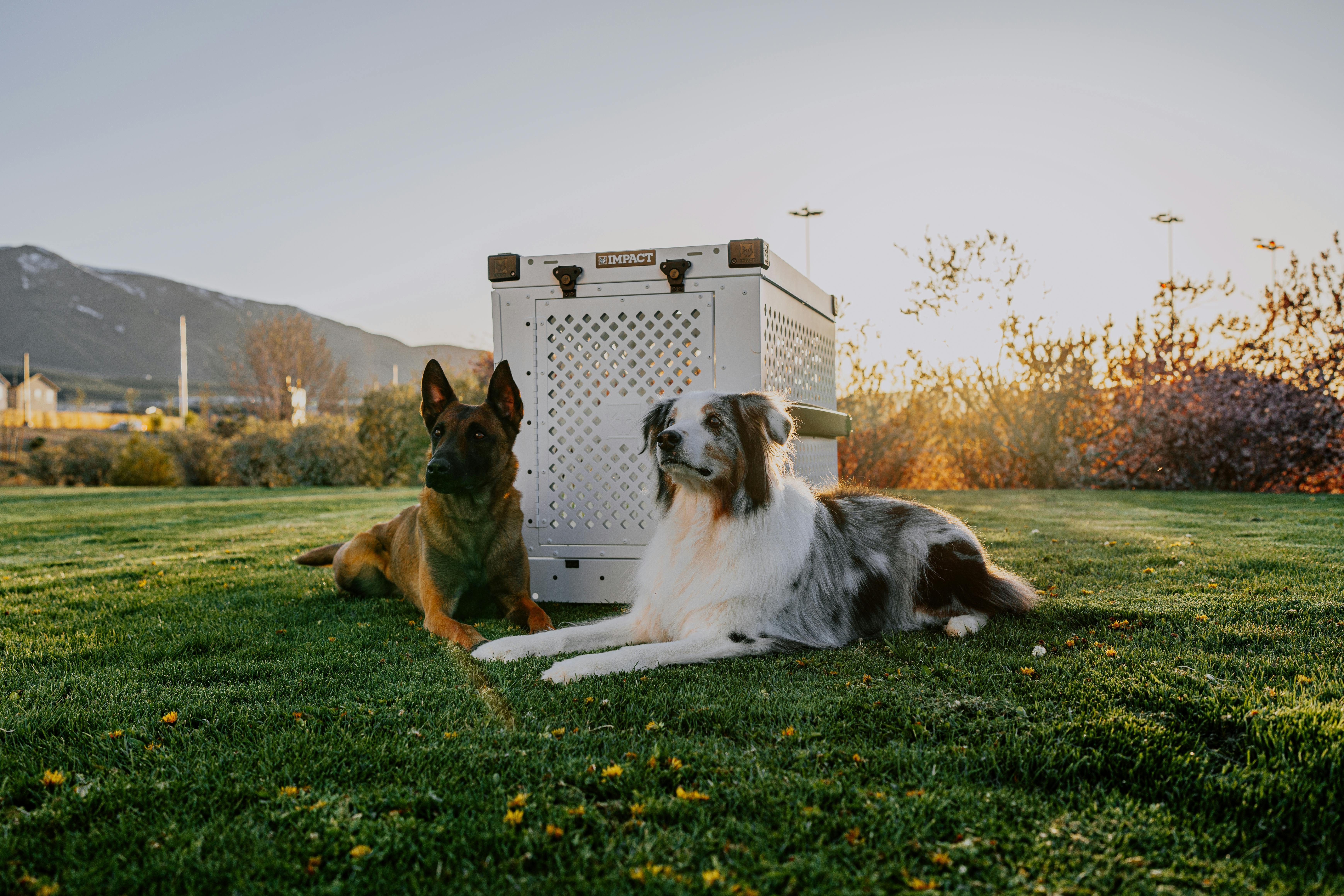 Sunset Serenity: Impact Dog Crate and Two Dogs Exploring the Park