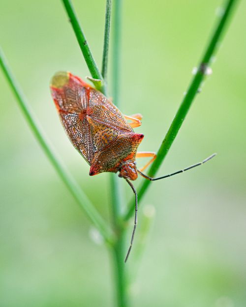 Free Vibrant shield bug resting on green plant, showcasing detailed texture and vivid colors. Stock Photo