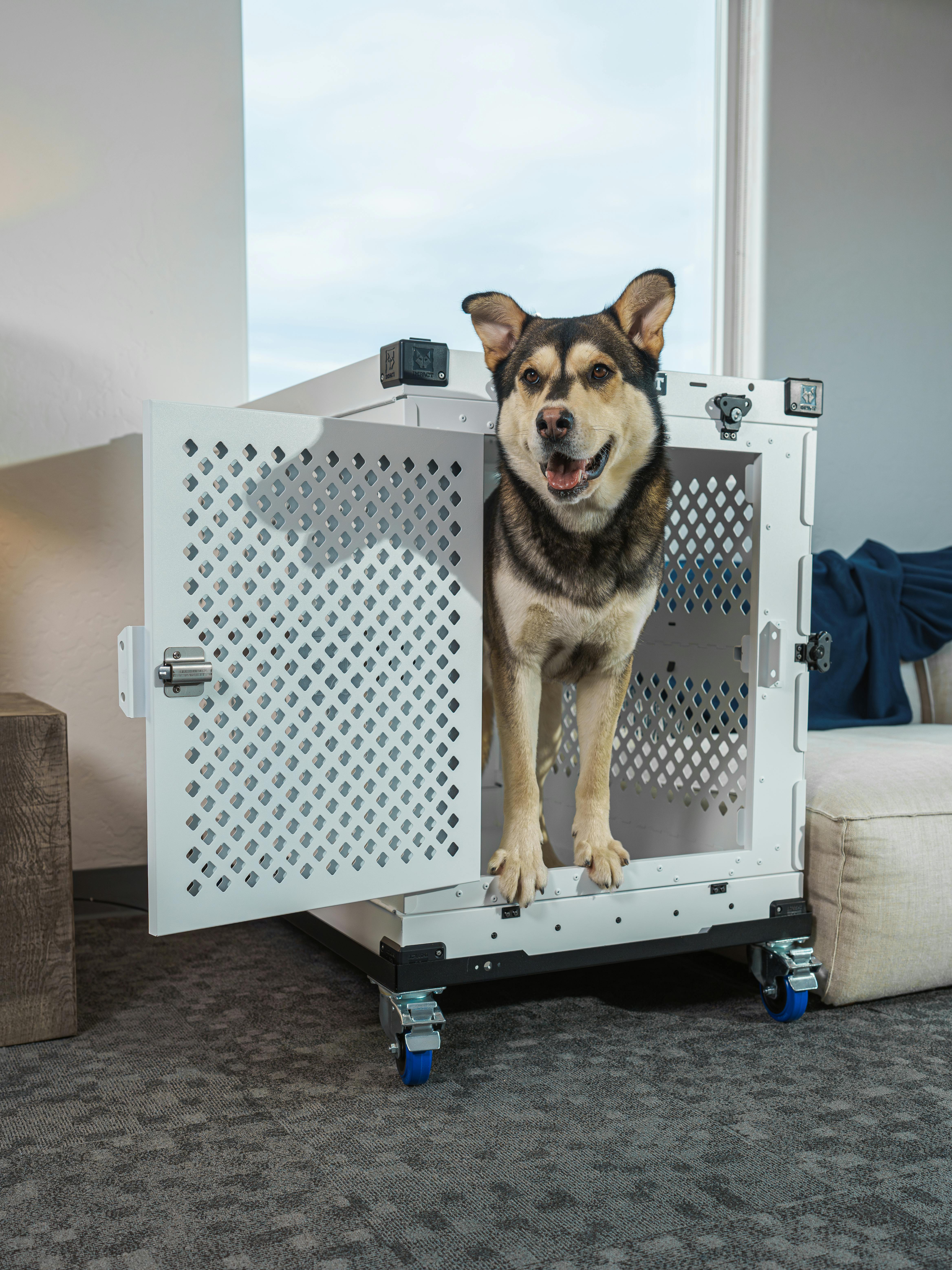 Happy dog in a premium aluminum crate indoors showcasing home safety and comfort.