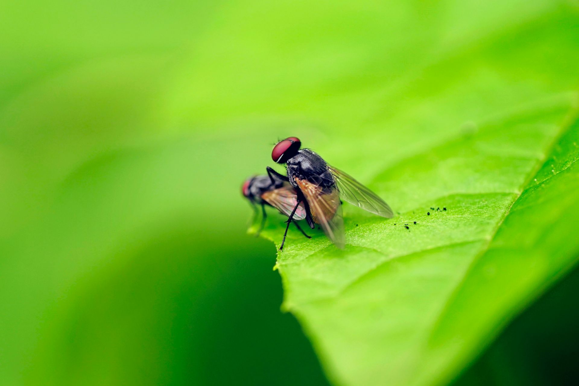 Macro photography of flies