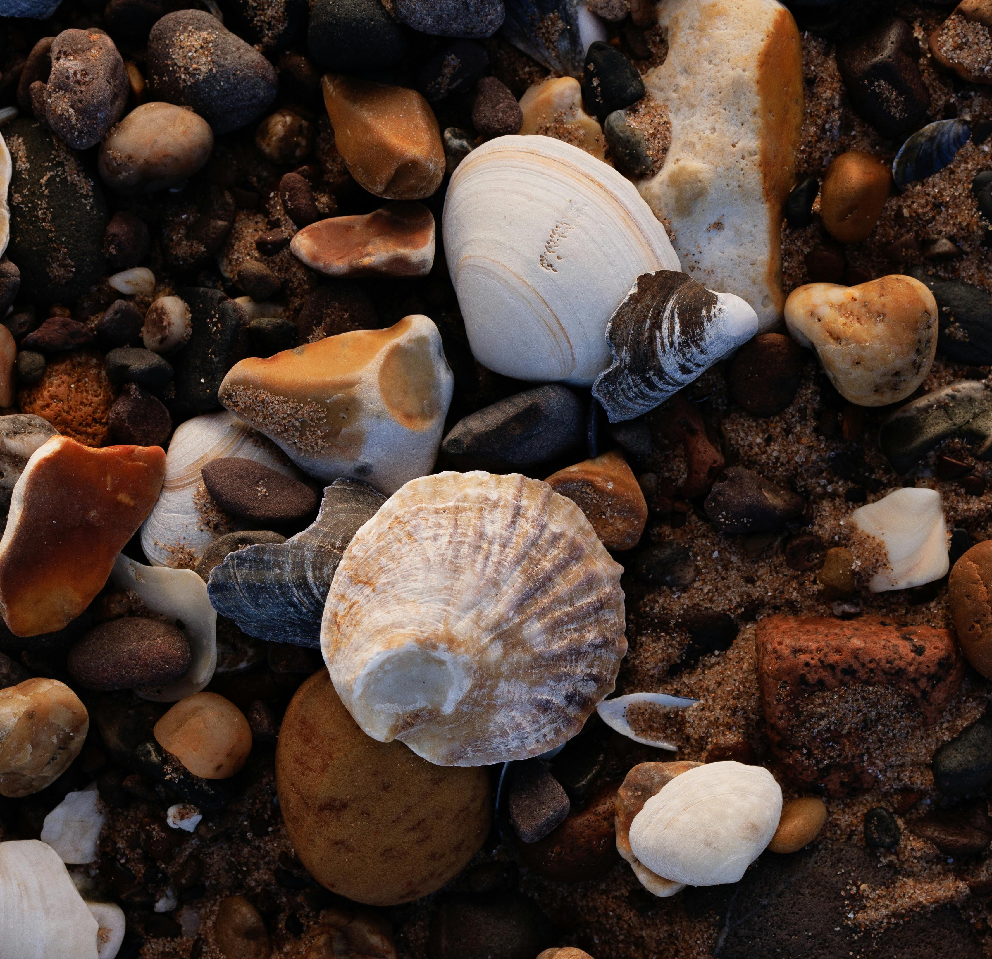 A detailed view of various seashells and pebbles scattered on a sandy beach.