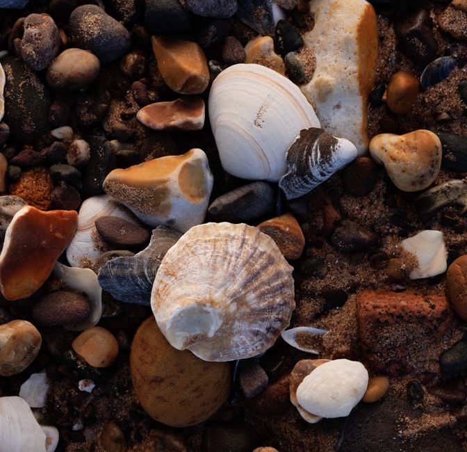 A detailed view of various seashells and pebbles scattered on a sandy beach.