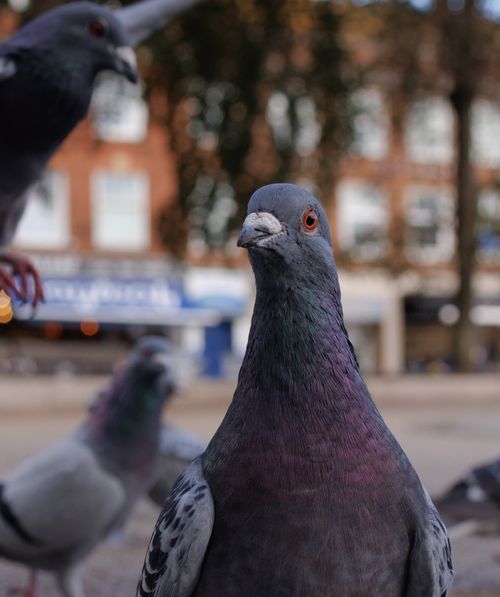 Free Close-up photo of a pigeon in an urban setting, showcasing the bird's striking features. Stock Photo