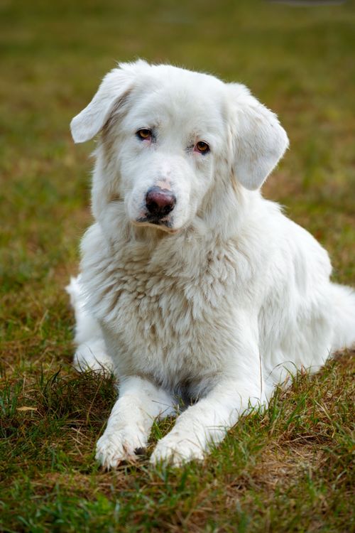 Free A large, fluffy white guard dog lying on a grassy field, exuding strength and loyalty. Stock Photo