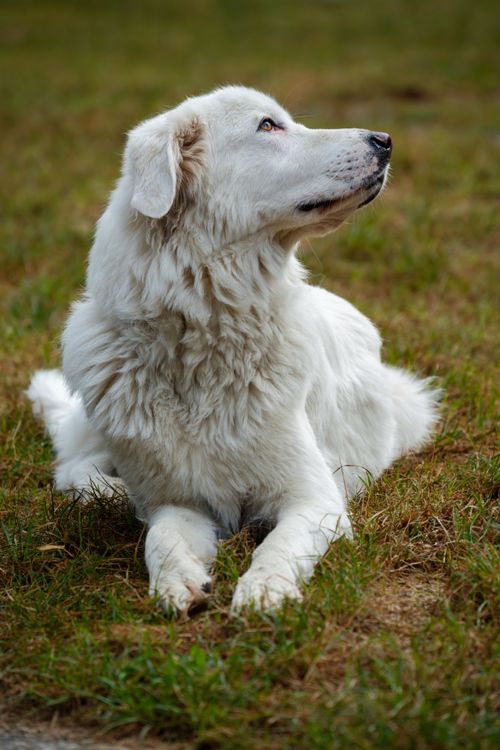 Free A Great Pyrenees dog lies in a grassy field, showcasing its thick white coat and serene nature. Stock Photo