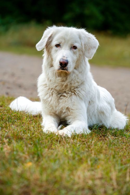 Free A large white shepherd dog lying on grass, exuding loyalty and strength. Stock Photo