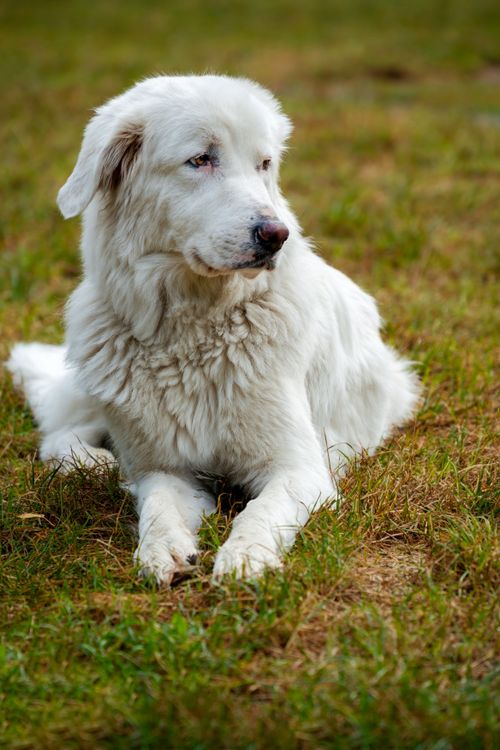 Free White shepherd dog lying on grass, embodying loyalty and protection in a serene outdoor setting. Stock Photo