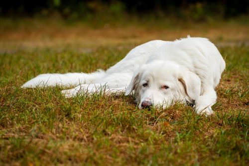 Free Calm white dog resting on a grassy field during daytime outdoors. Stock Photo