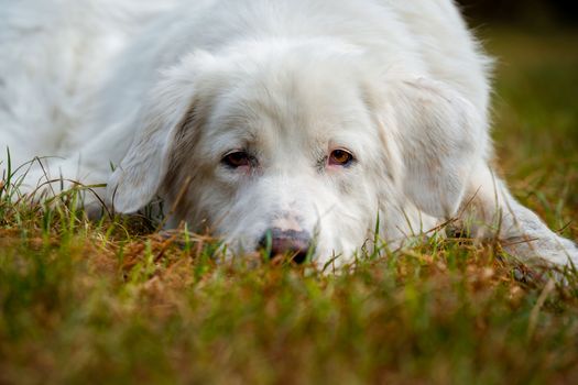 A serene white dog lies comfortably on grassy ground, illustrating tranquility and relaxation.