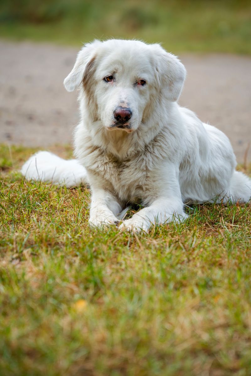Frankie - photo 1
