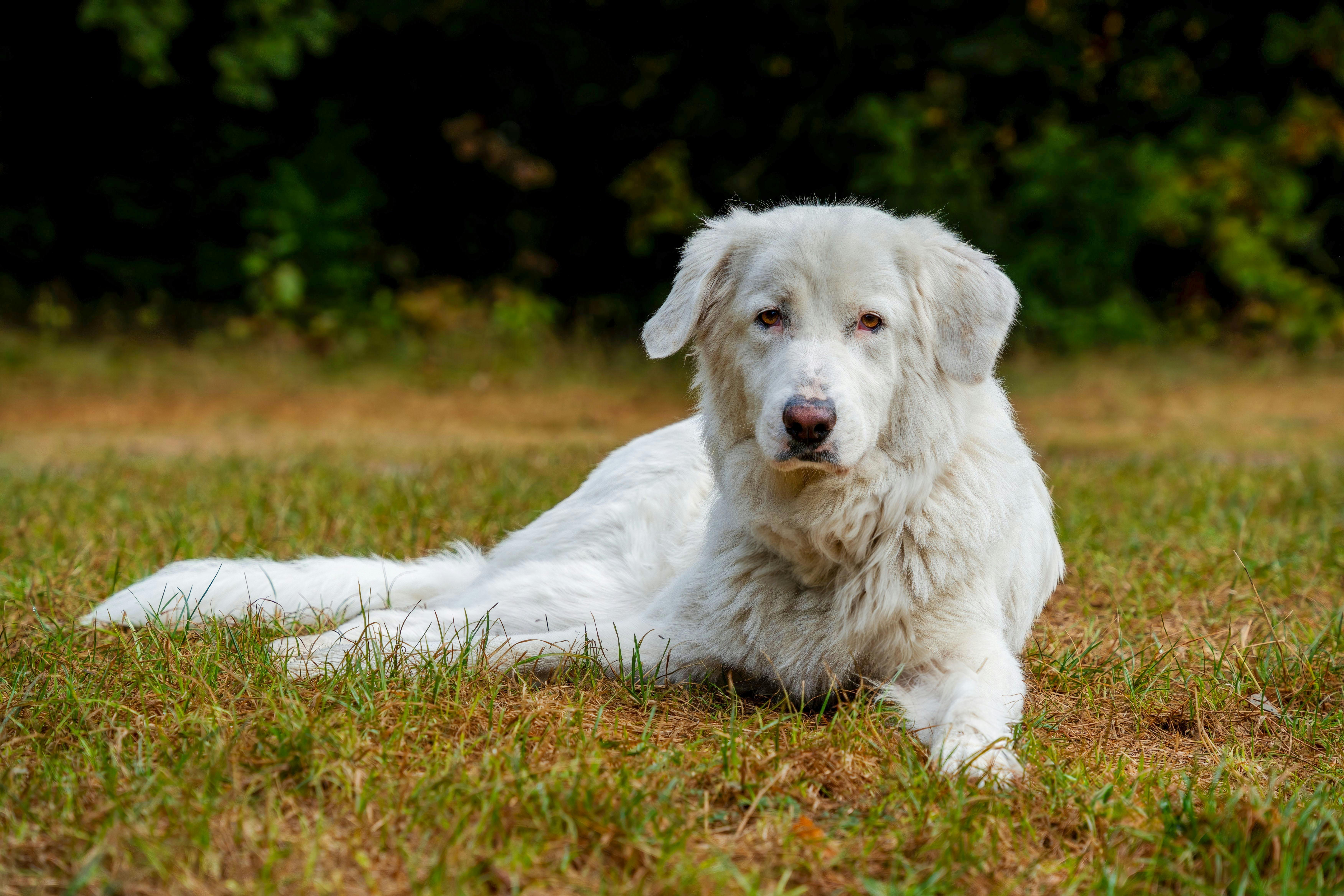 A large white shepherd dog resting on a grassy field during a sunny day, showcasing its loyalty and strength.