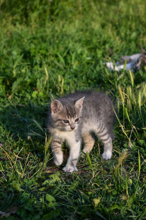Free A playful gray tabby kitten enjoying a sunny day on lush green grass outdoors. Stock Photo