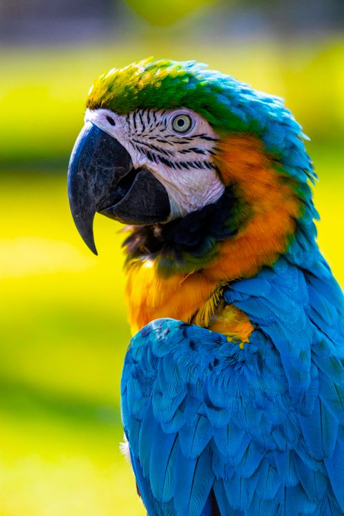 Free Close-up of a colorful blue and gold macaw showing its vibrant plumage and striking eye. Stock Photo