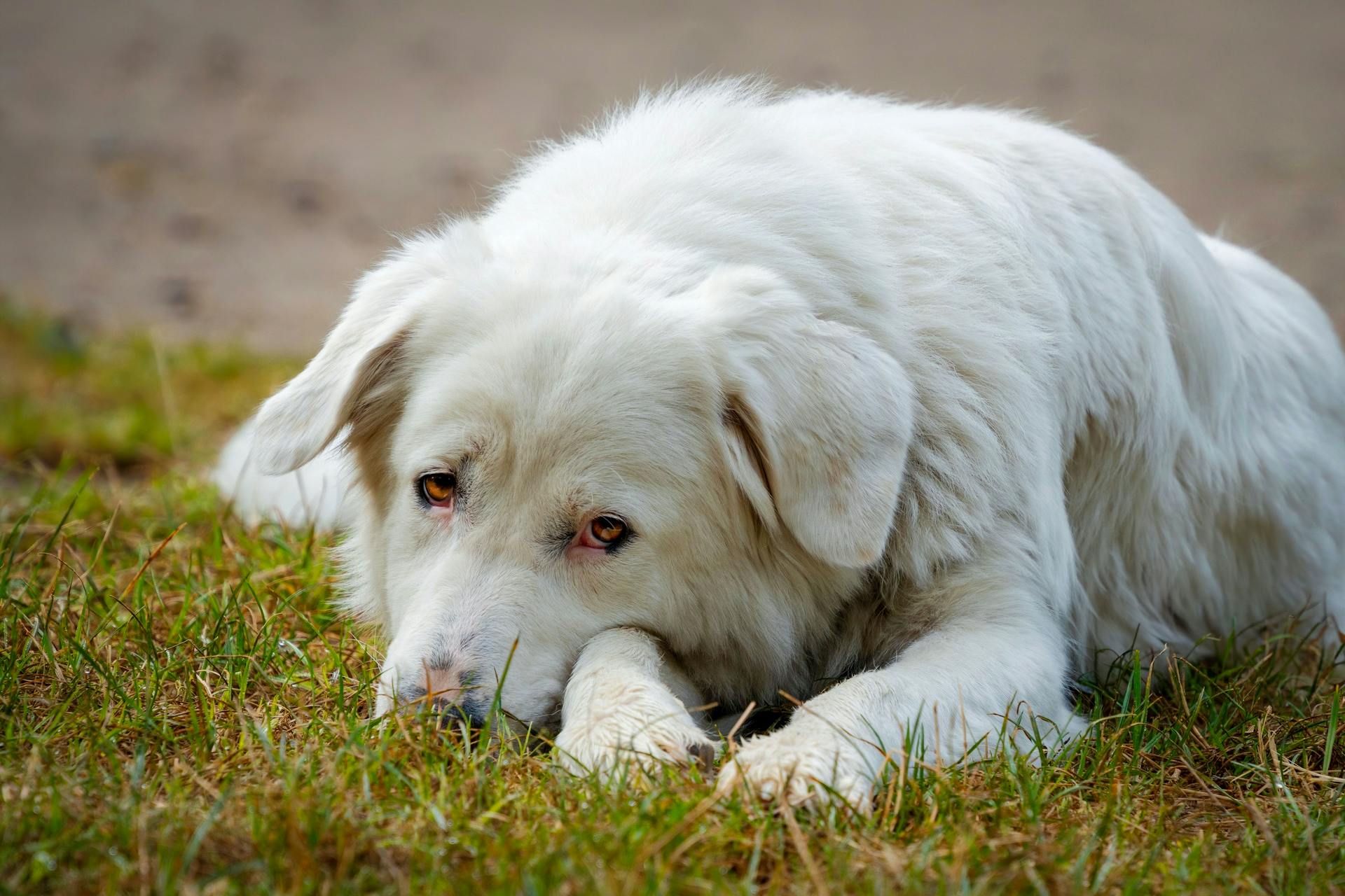 Rassehund Maremmen Abruzzen Hund