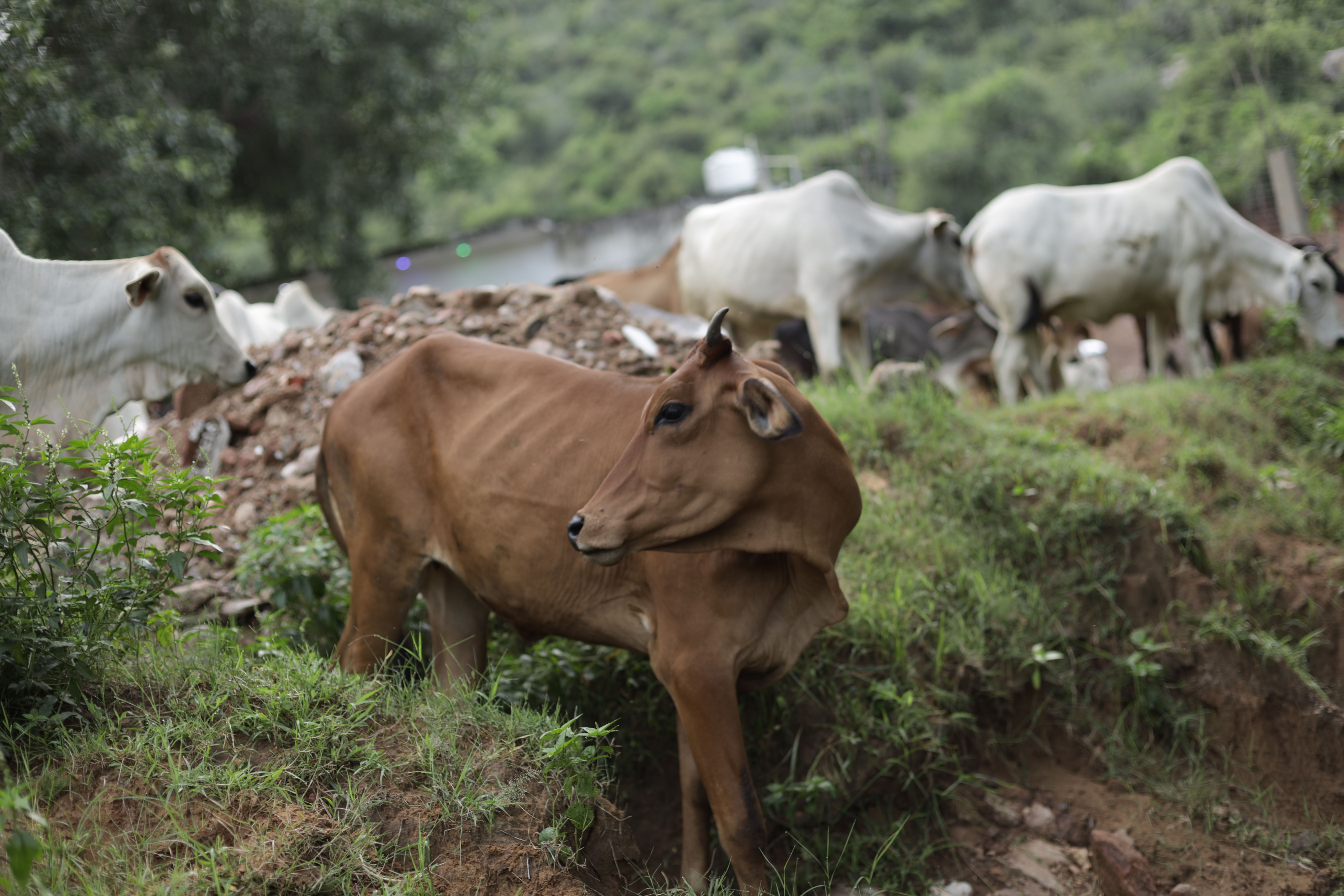 Cows Grazing in Rural Pasture Landscape · Free Stock Photo