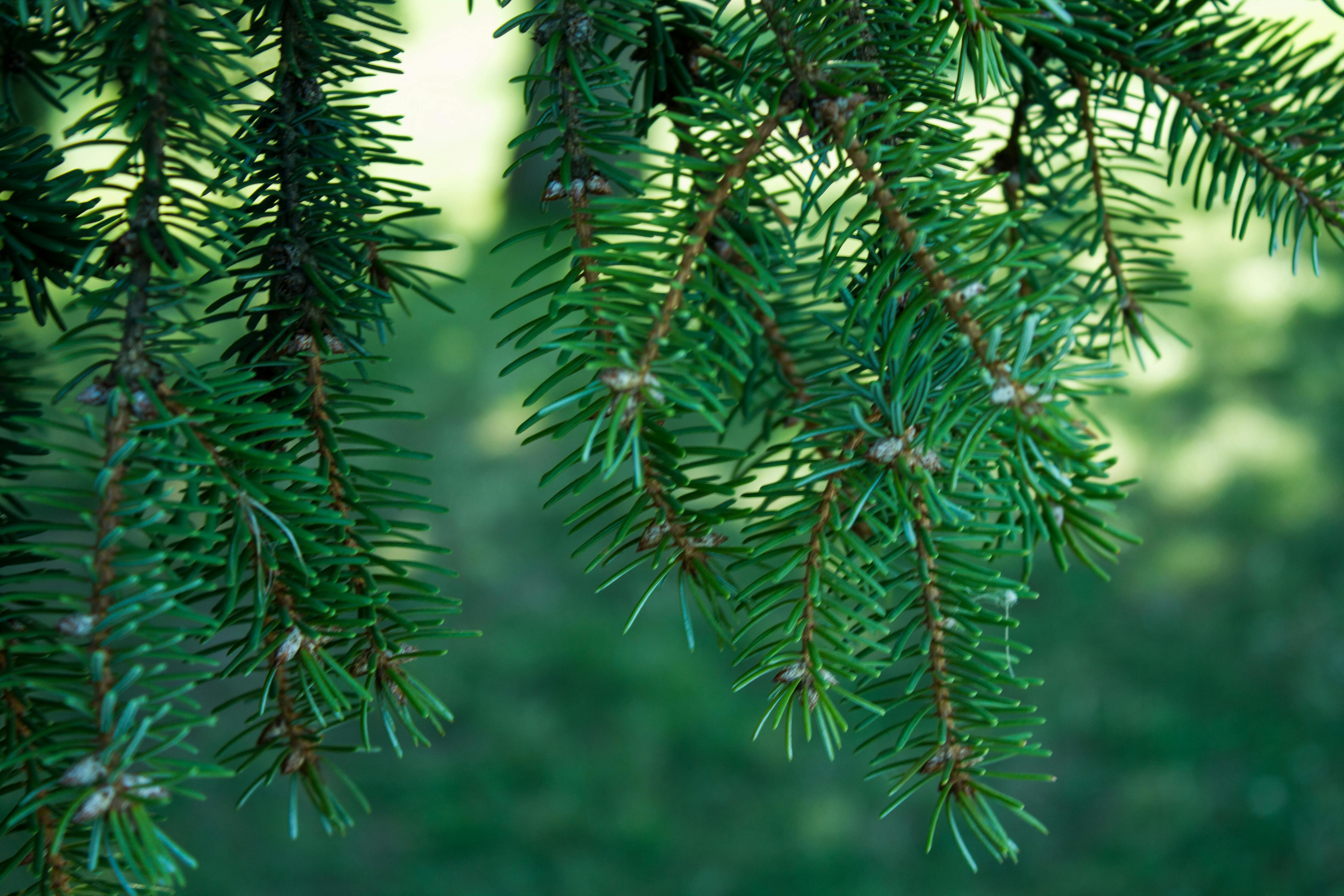 Free stock photo of fir tree, green, leaves