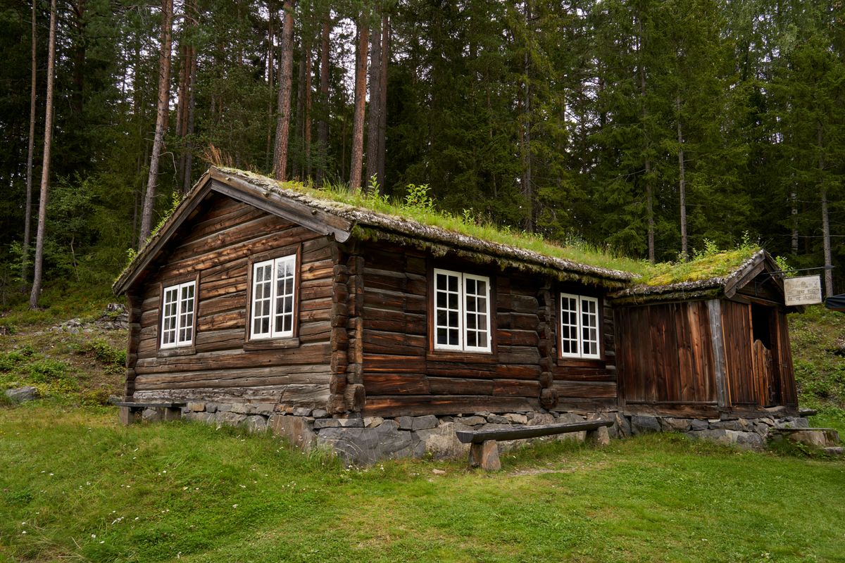 Traditional Norwegian log cabin with a living turf roof set among pine trees