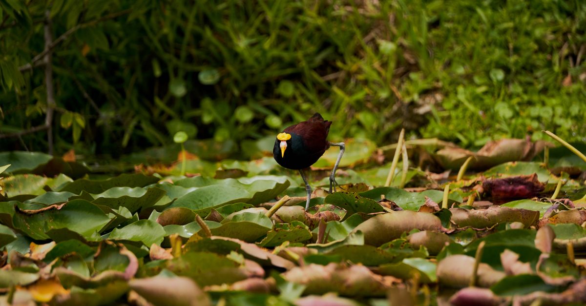 Northern Jacana spotted in lush wetlands of Mérida, Yucatán, Mexico.