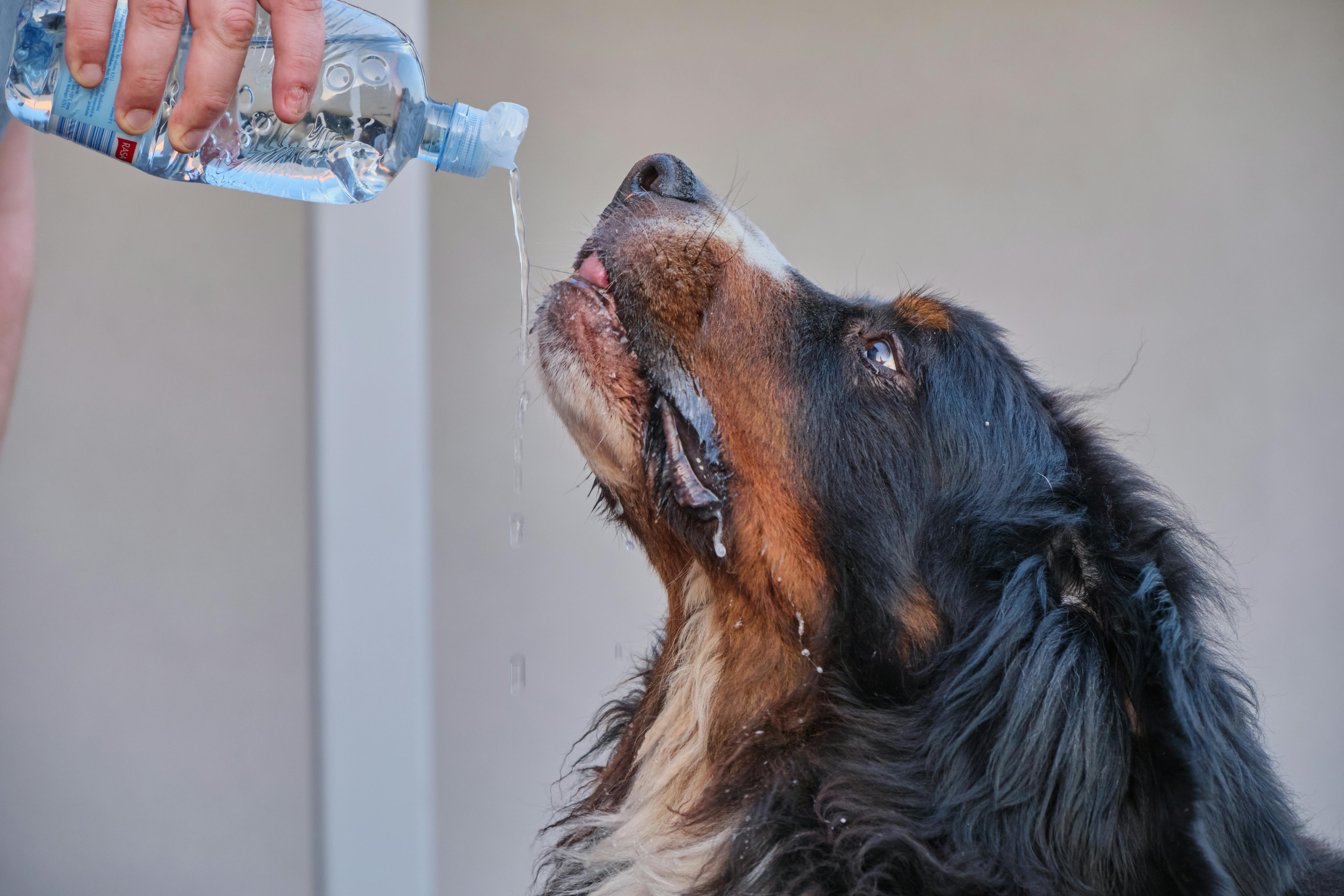 A dog drinking from a bottle of water