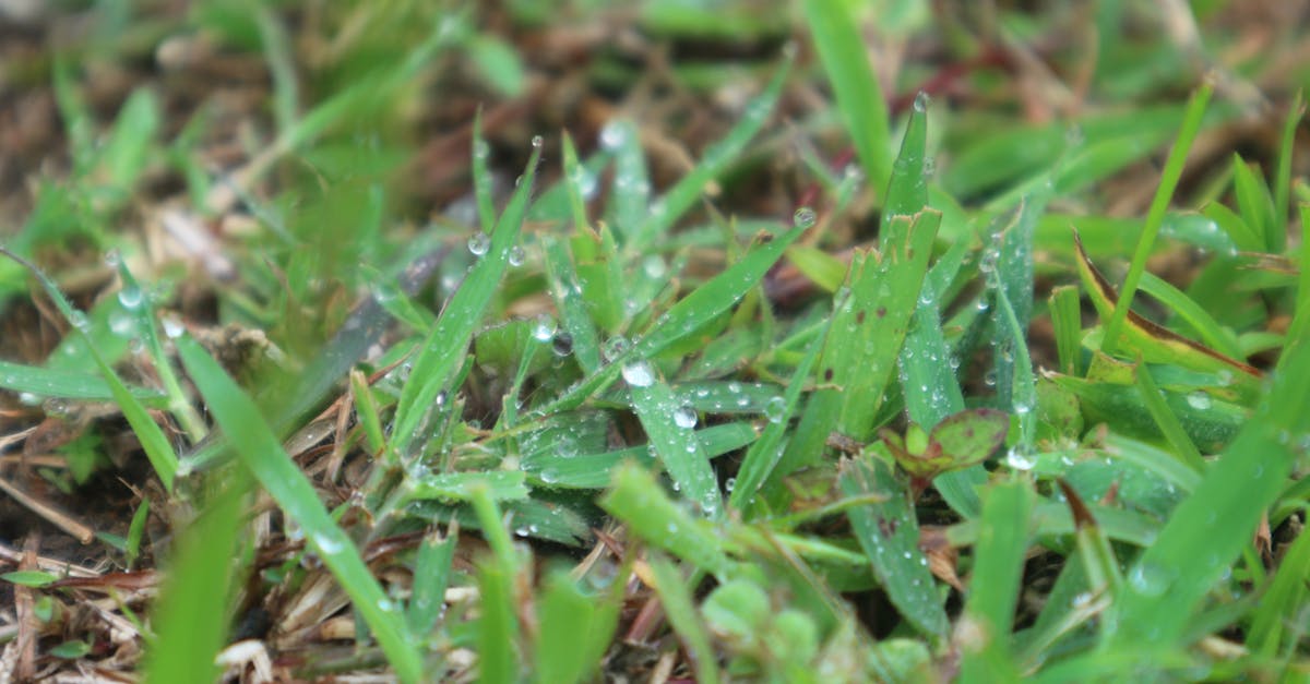 Free stock photo of dew, grass, green