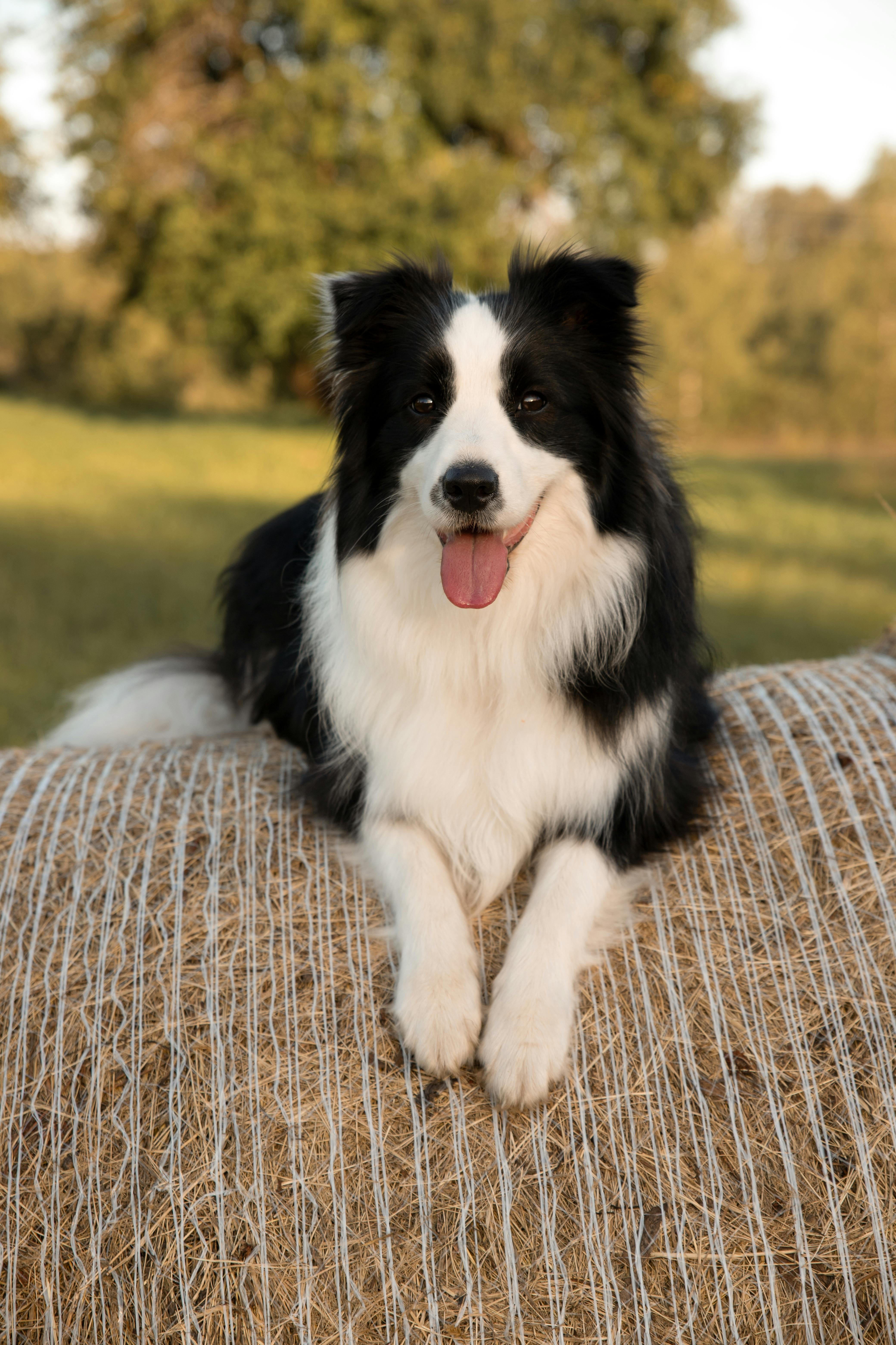 Gratis Un Border Collie è Seduto Su Una Balla Di Fieno Foto a disposizione