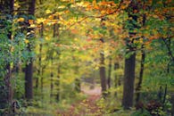 一条宁静的森林小路，被透过树木的阳光和鲜艳的秋叶所包围