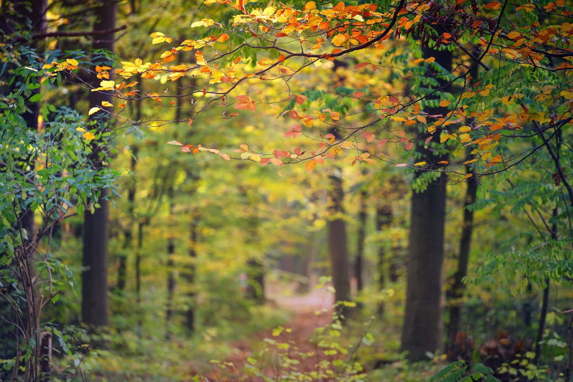 Onverharde Weg Die Met Bomen Wordt Omringd