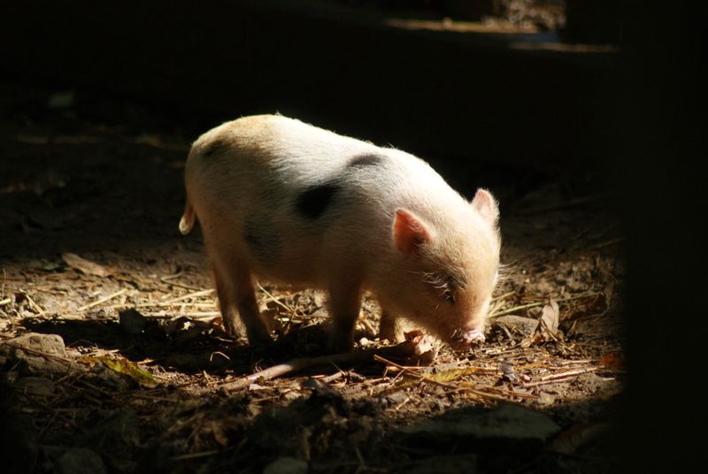 An adorable baby piglet