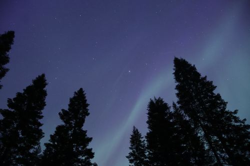 Free A breathtaking view of the aurora borealis above pine trees in Chewelah, WA. Stock Photo