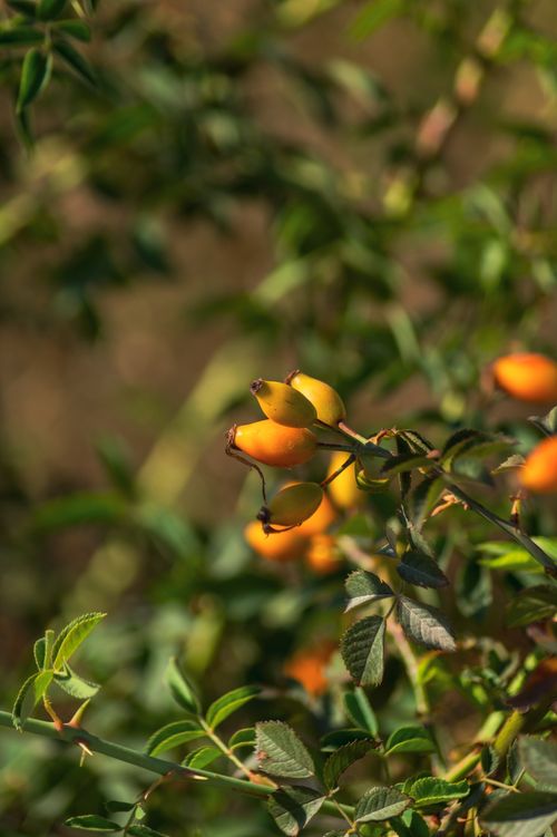Free Close-up of wild rose hips with blurred green background. Captured in natural sunlight. Stock Photo