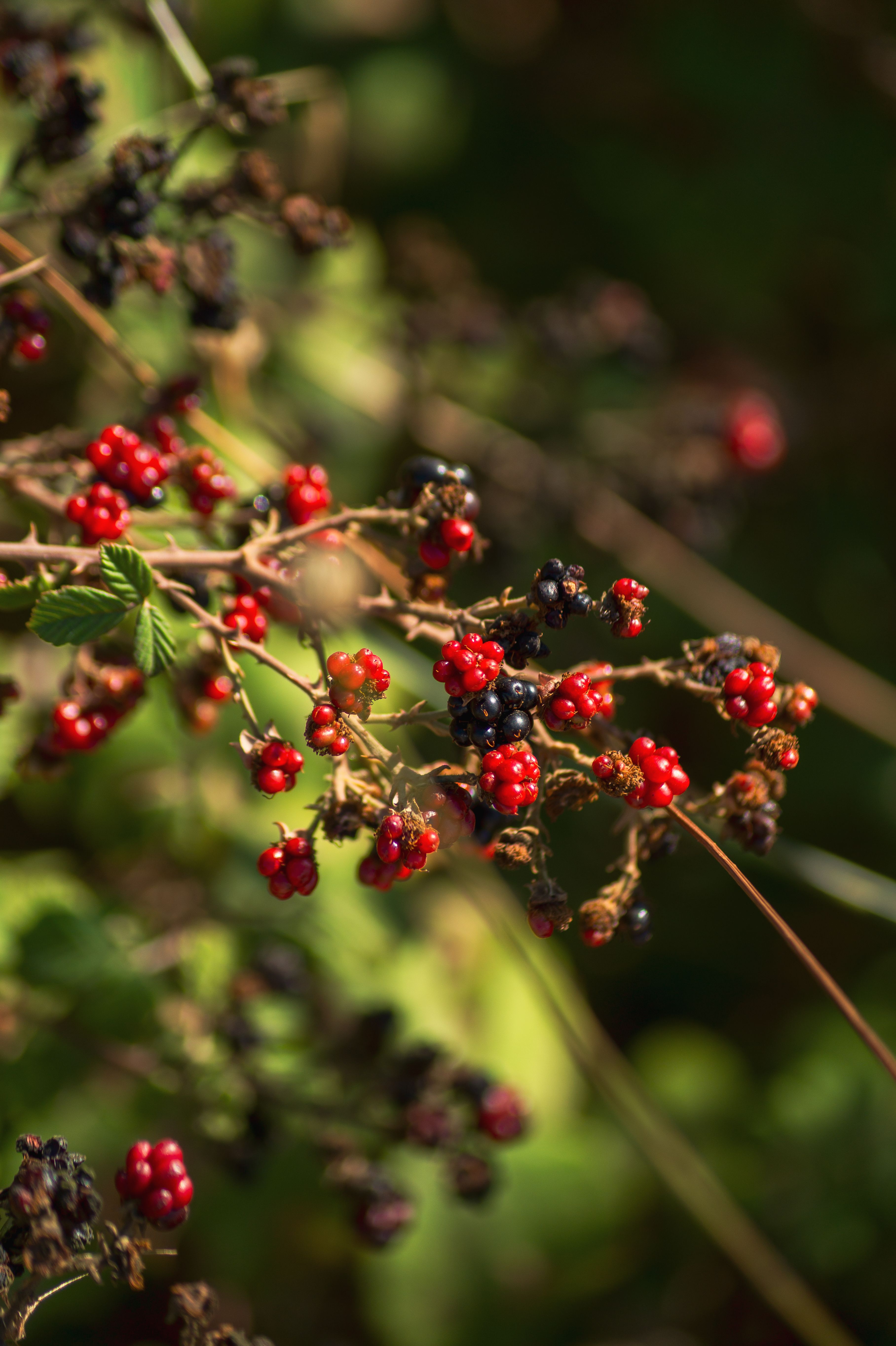 Close-Up of Ripe and Unripe Wild Blackberries · Free Stock Photo