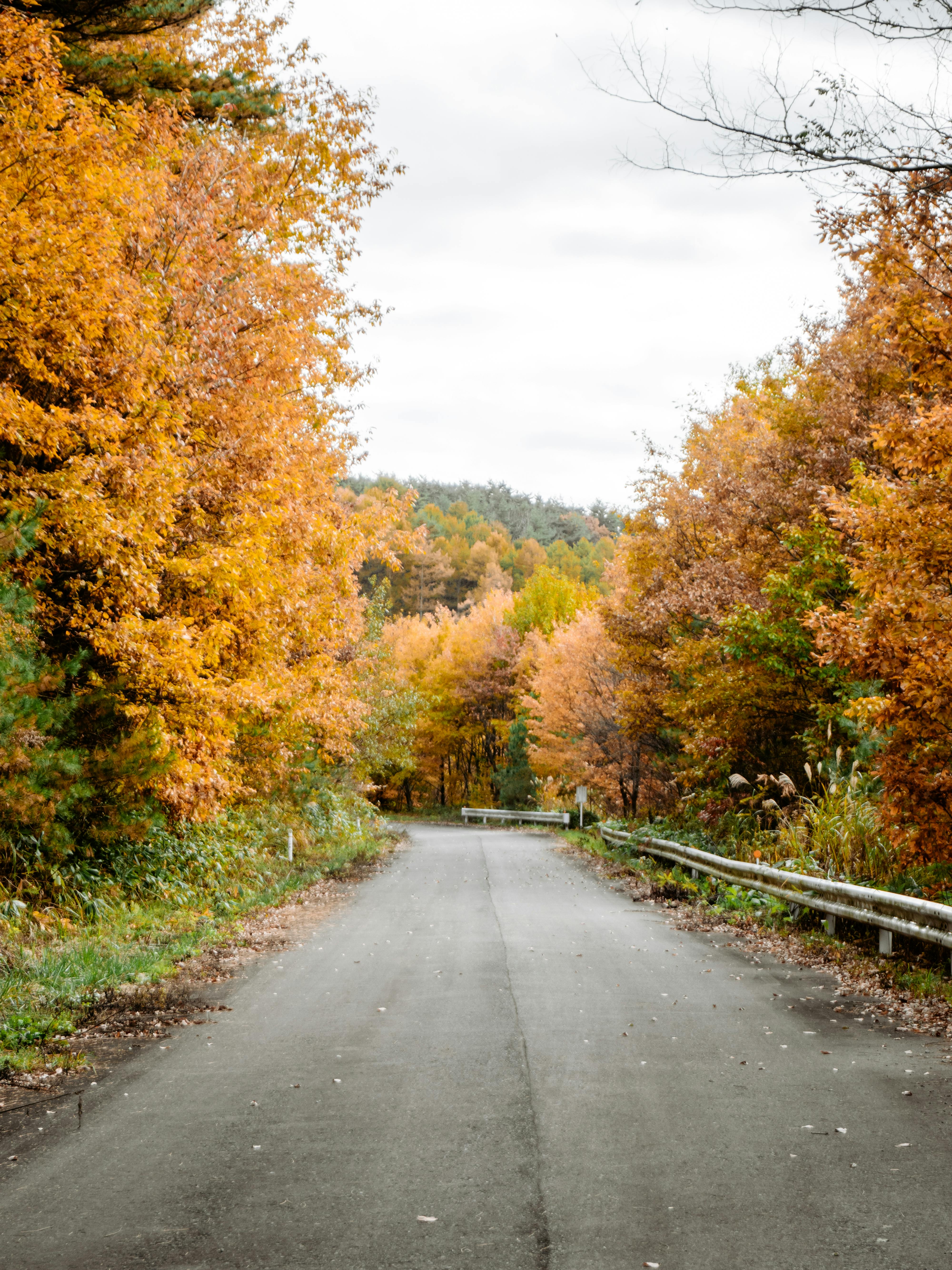 A road with trees in the fall · Free Stock Photo