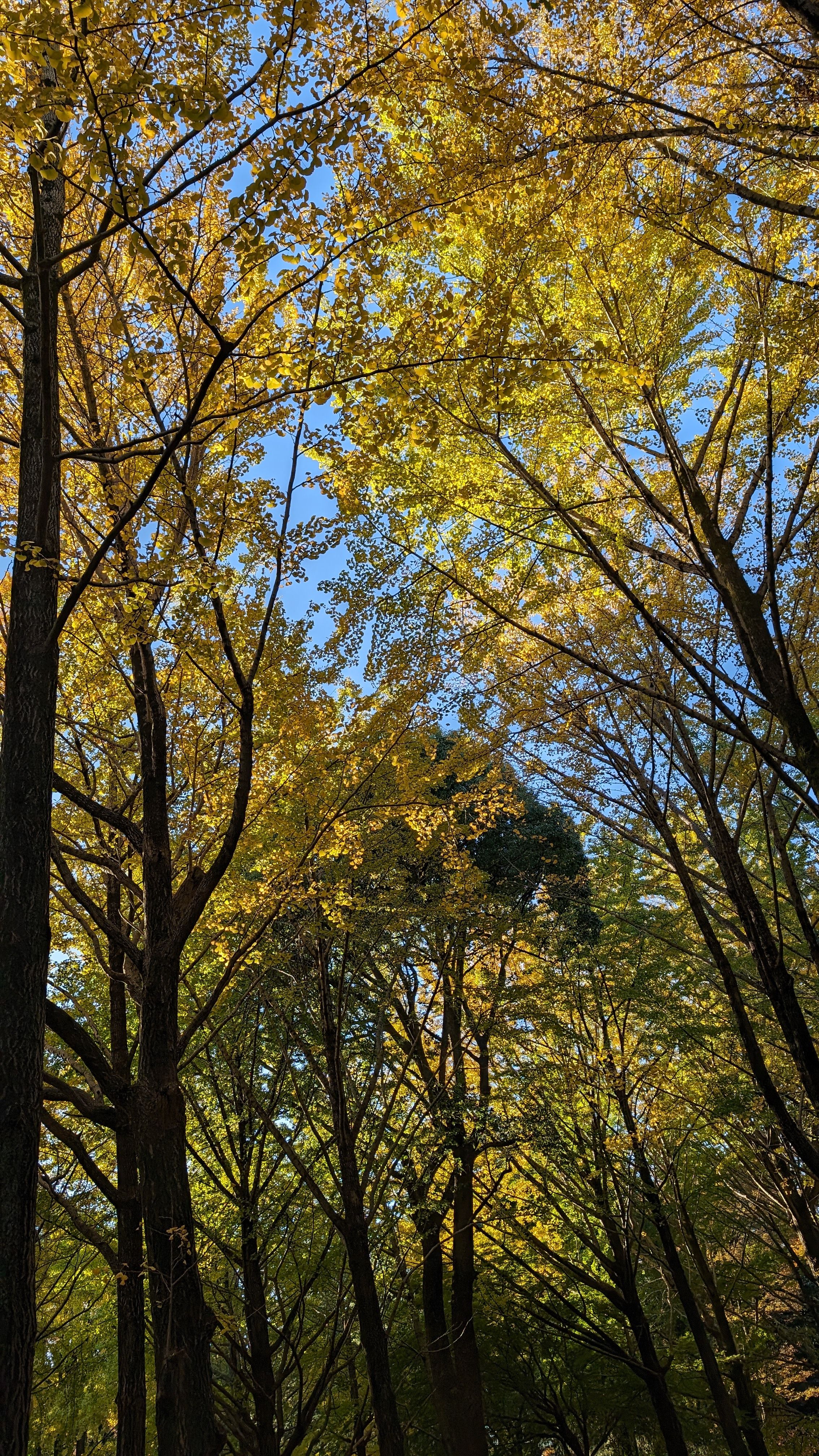 Sunlight filtering through golden autumn leaves in a tranquil forest setting.