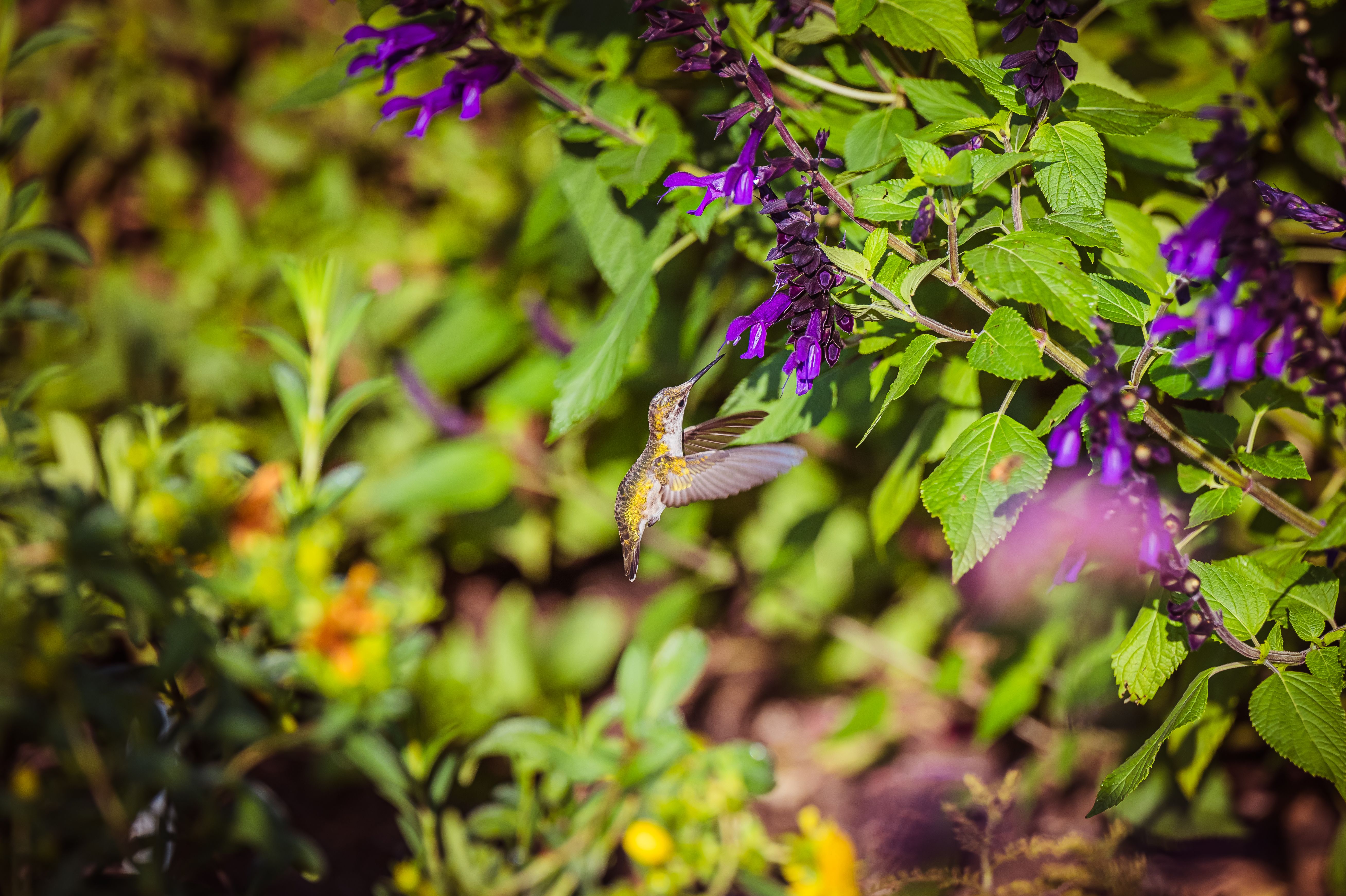 Un colibrí vuela sobre un jardín de flores · Foto de stock gratuita