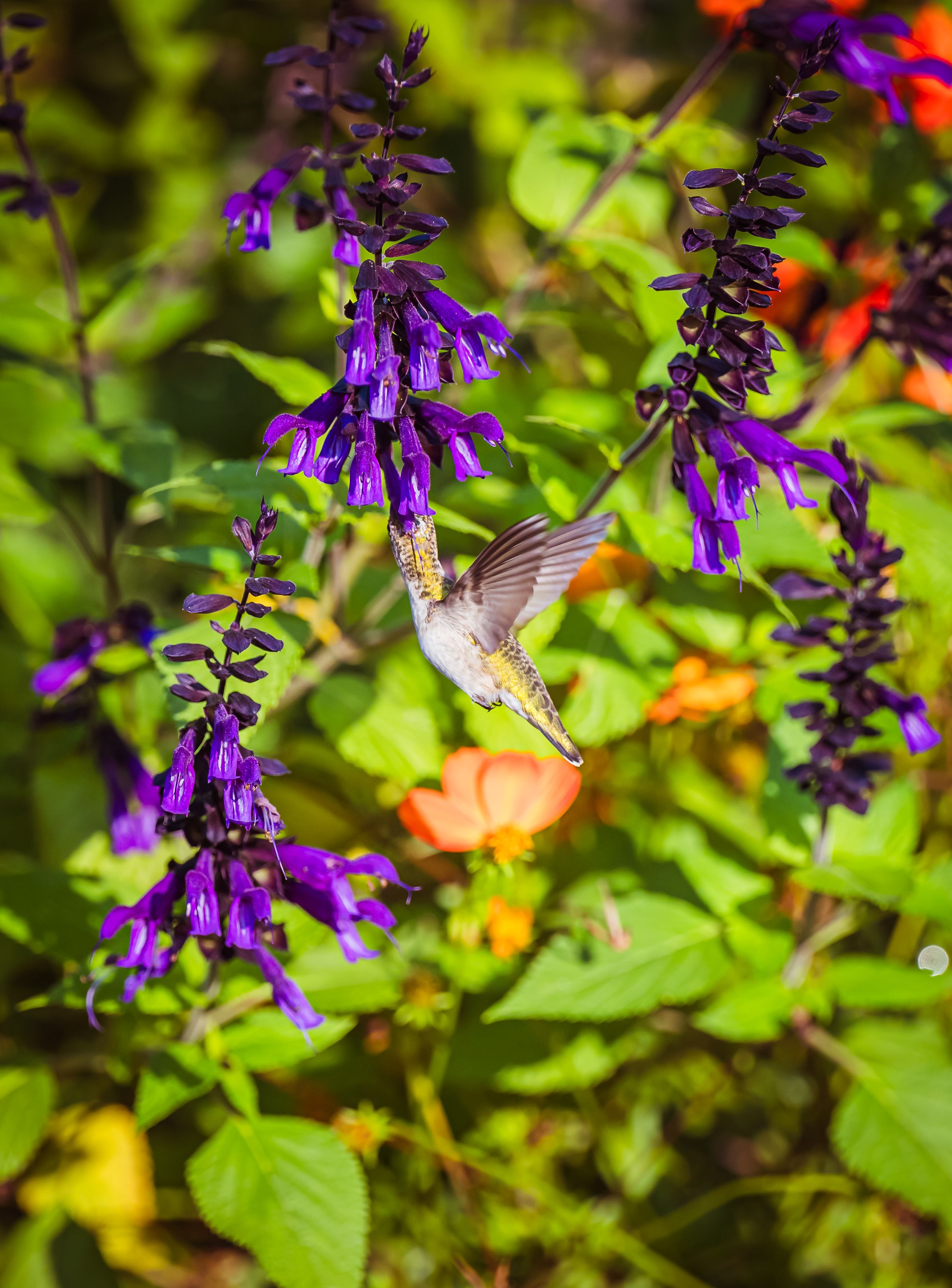 A hummingbird is flying over purple flowers · Free Stock Photo