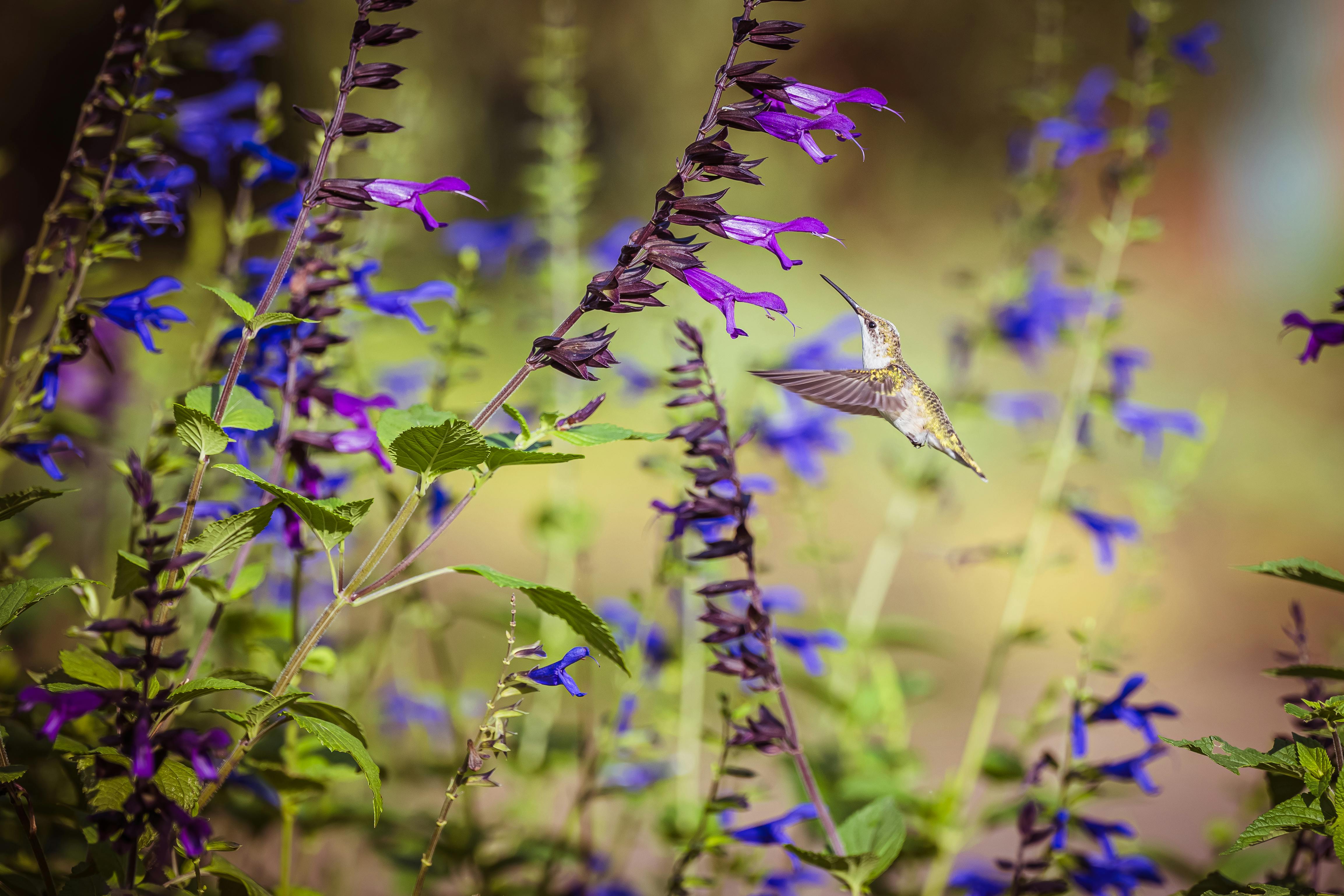 A hummingbird hovers delicately collecting nectar from vibrant purple flowers, showcasing nature's elegance in spring.