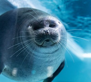 A captivating close-up of a harbor seal swimming underwater, showcasing its whiskers and smooth fur.