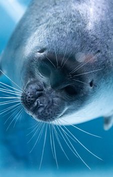 Photograph of a harp seal swimming underwater, showcasing its whiskers and aquatic grace.