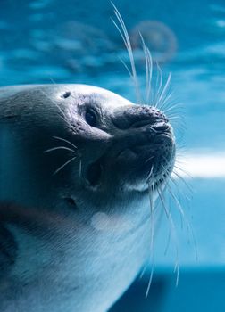 Captivating close-up of a seal underwater with whiskers and eyes in focus, set against a blue tone.