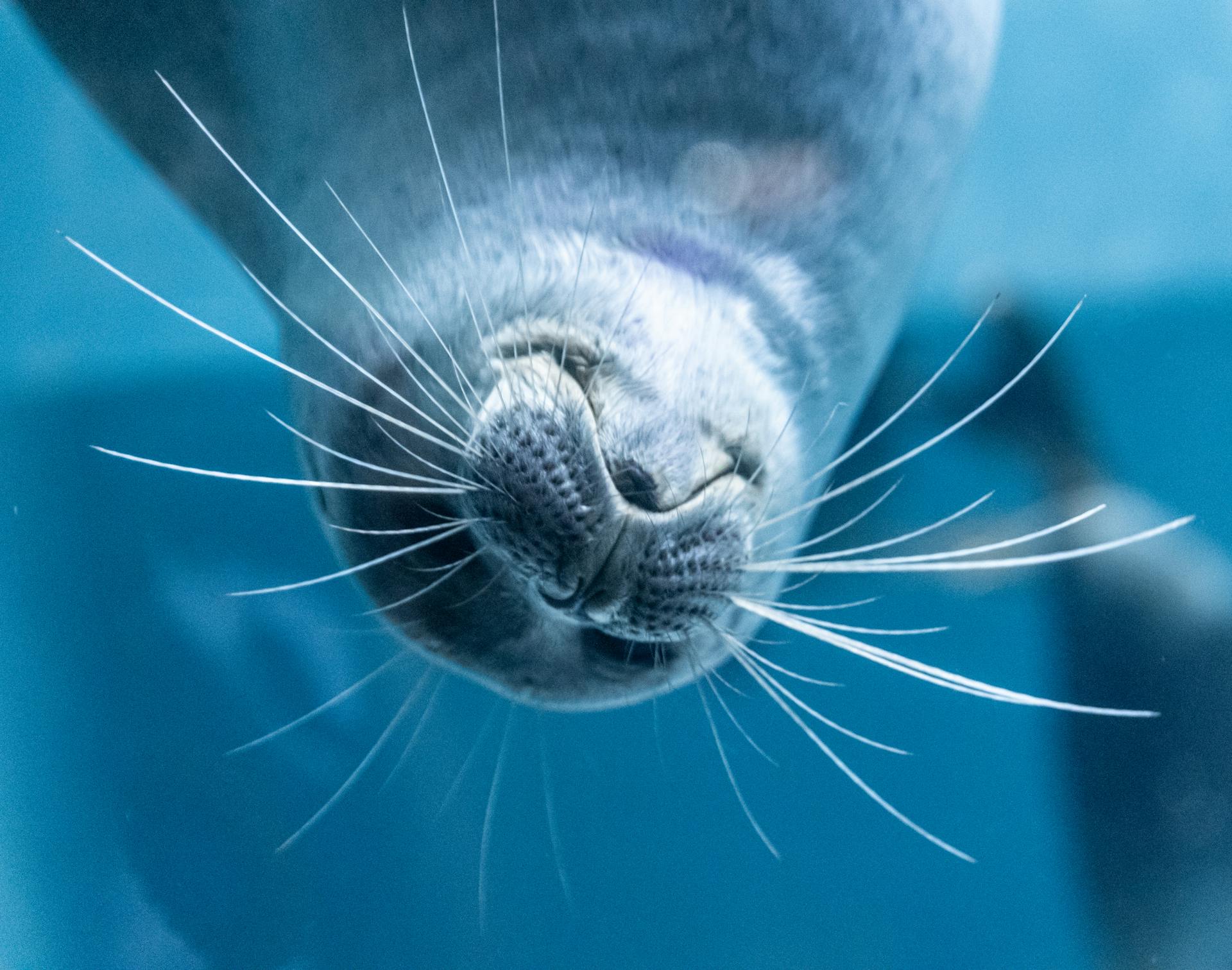 Close-up of Seal Underwater with Whiskers