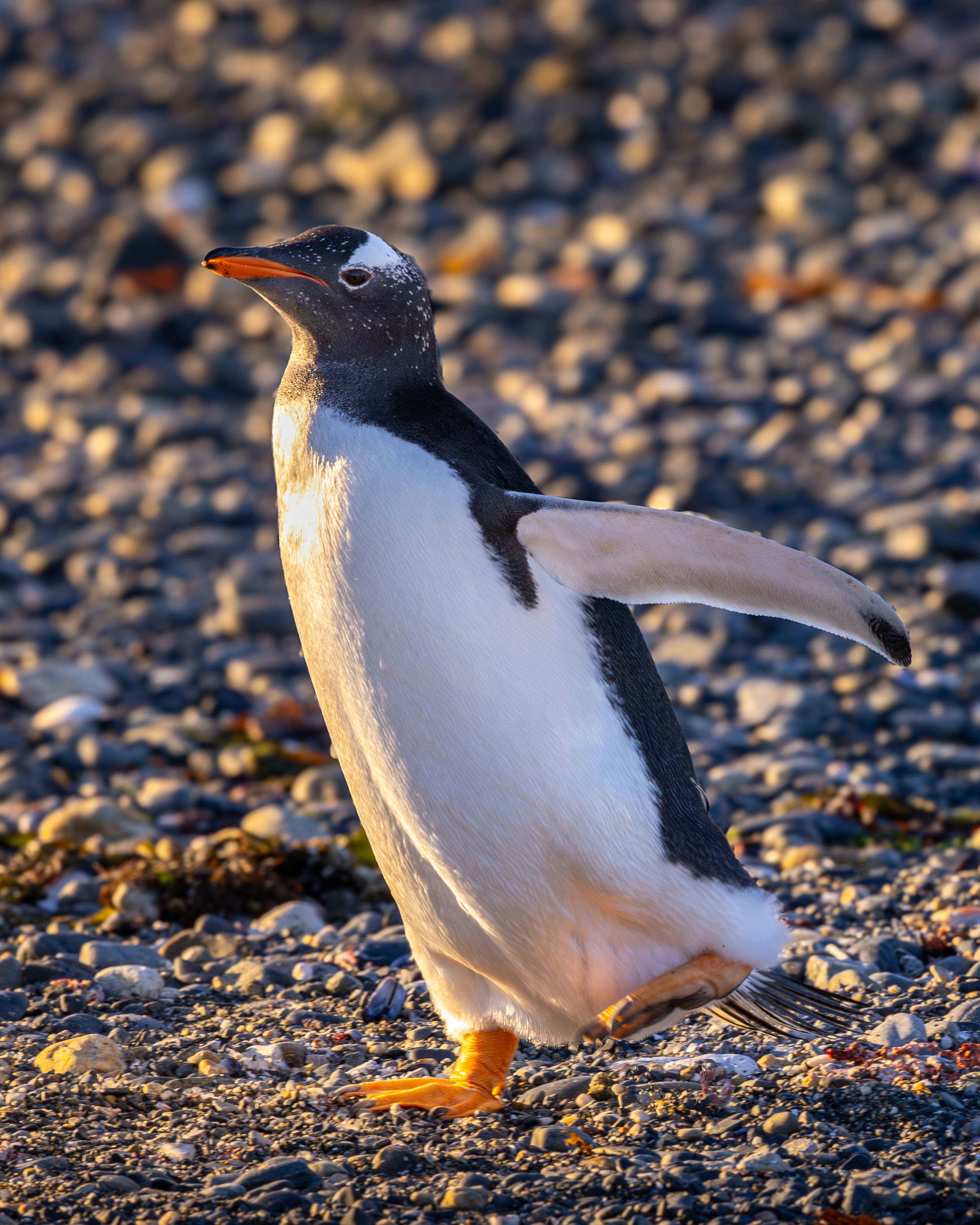 Martillo Island Penguins