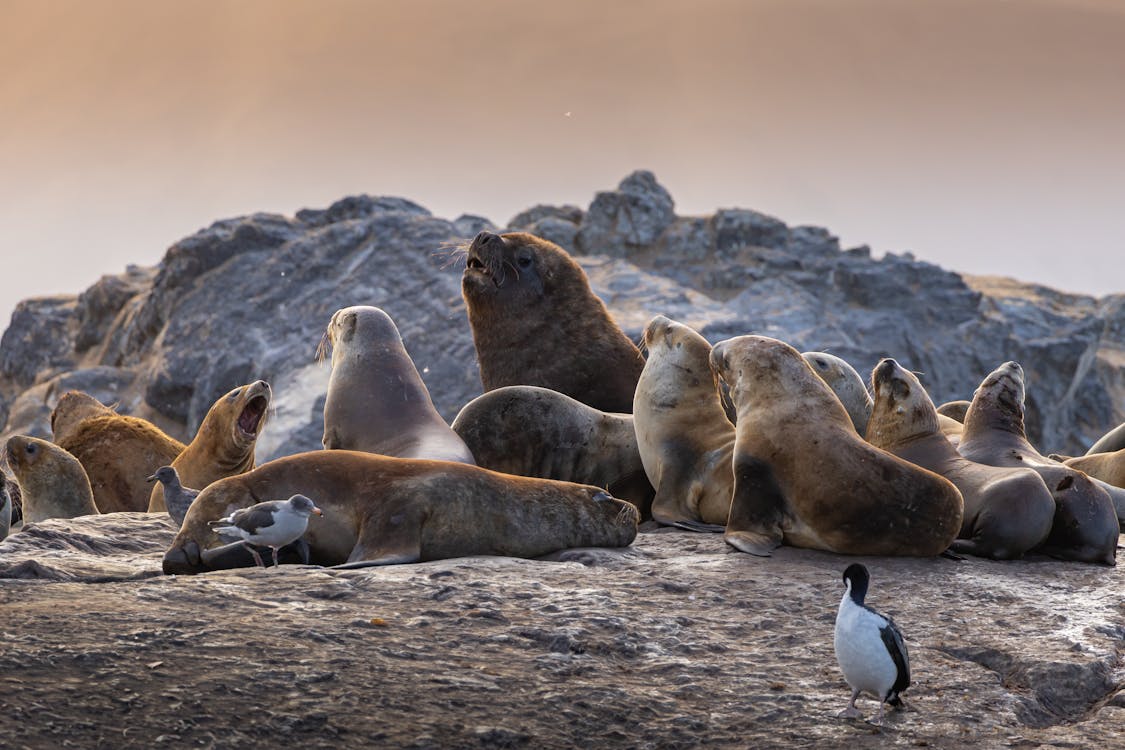 A group of sea lions on the beach