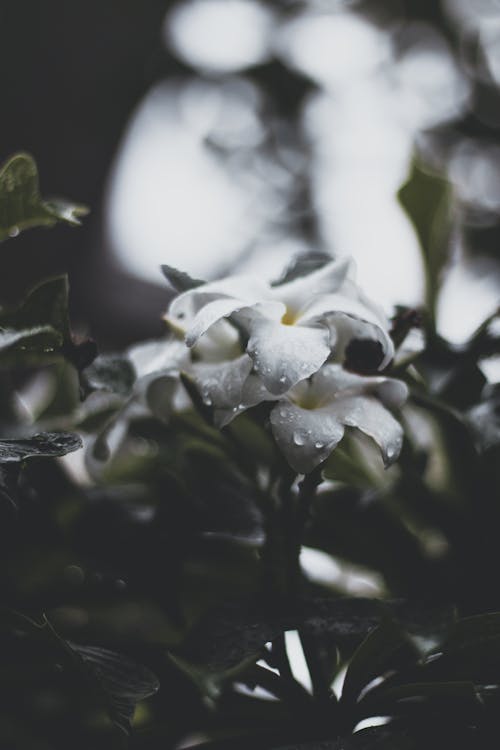 白花上的露珠的选择性聚焦摄影