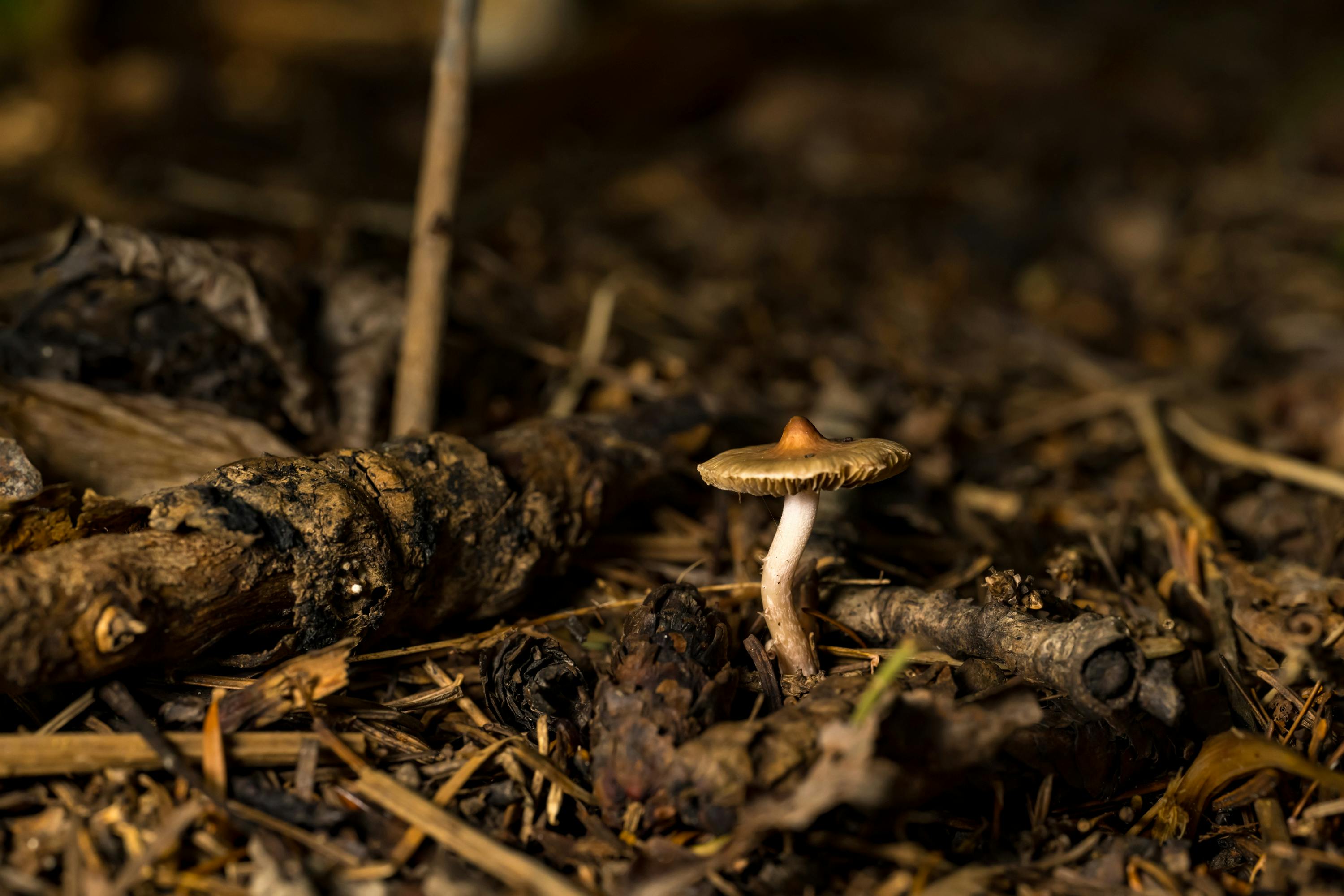 champignon collines kekeko