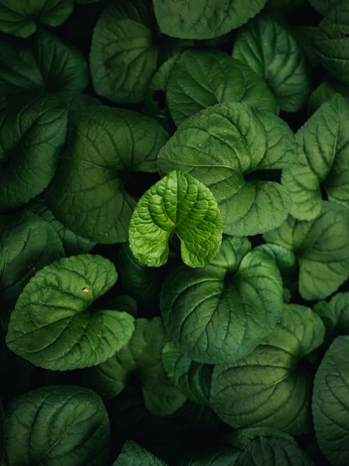 Free Close-up of vibrant green leaves creating a lush, natural pattern. Stock Photo