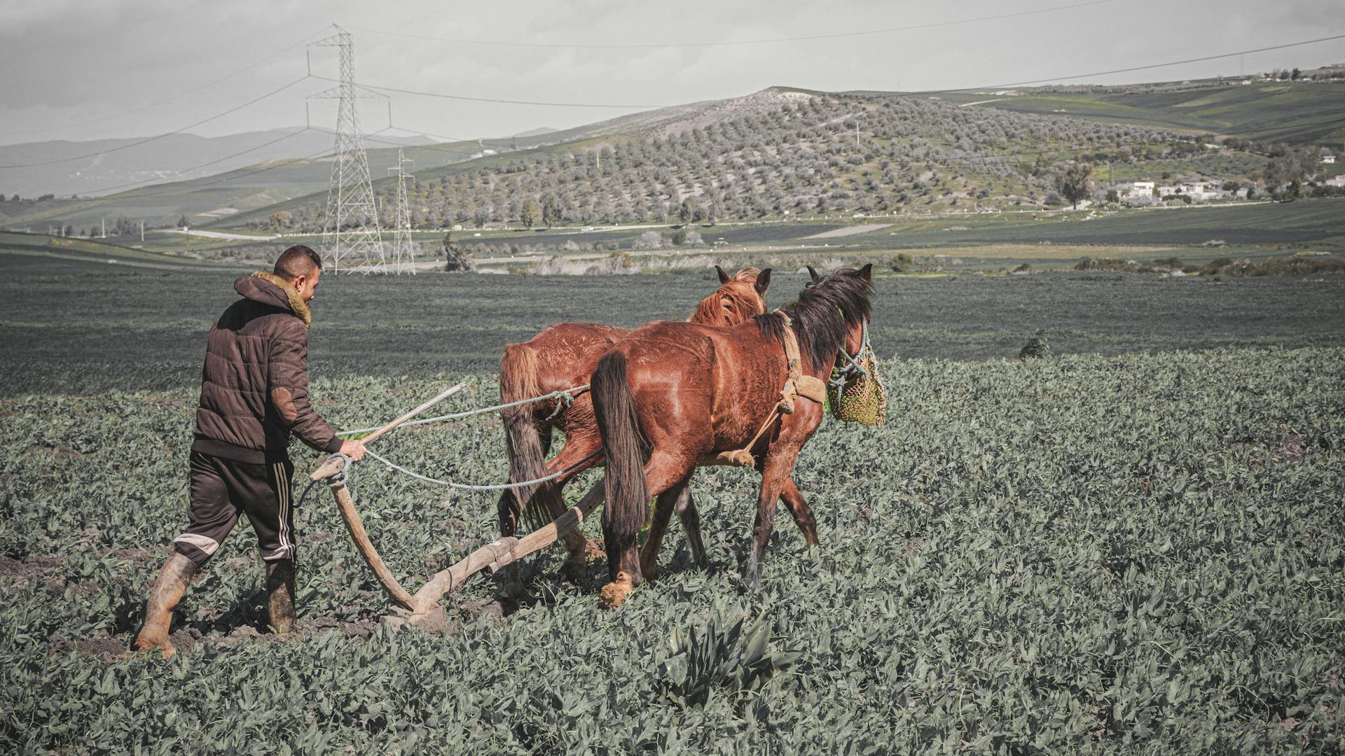 A farmer plows a field using horses in Jendouba, Tunisia, showcasing traditional agriculture.