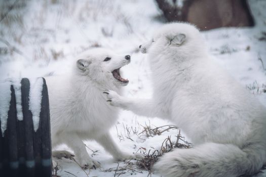Two playful arctic foxes in the snow, showcasing their vibrant personalities and wintry coats.