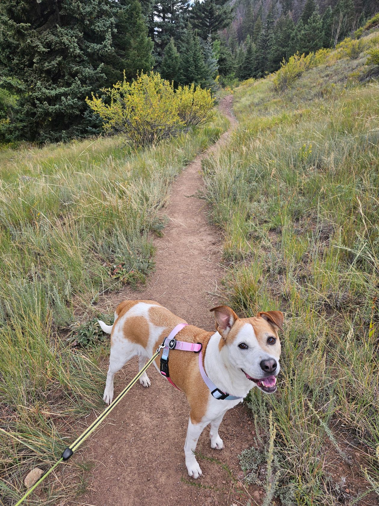 Dog-Friendly National Parks: 10 Parks With Real Trail Access