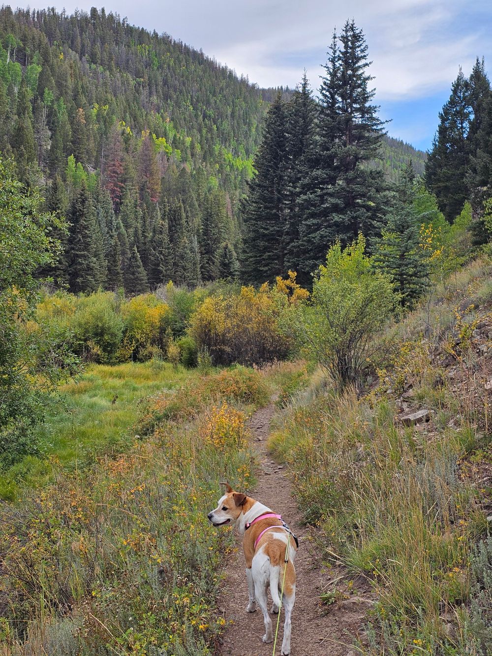 Chien en laisse sur un sentier forestier et montagneux