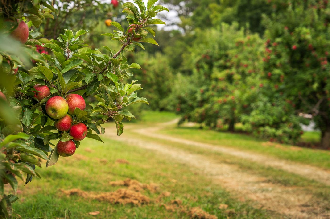 Le verger au fil des saisons